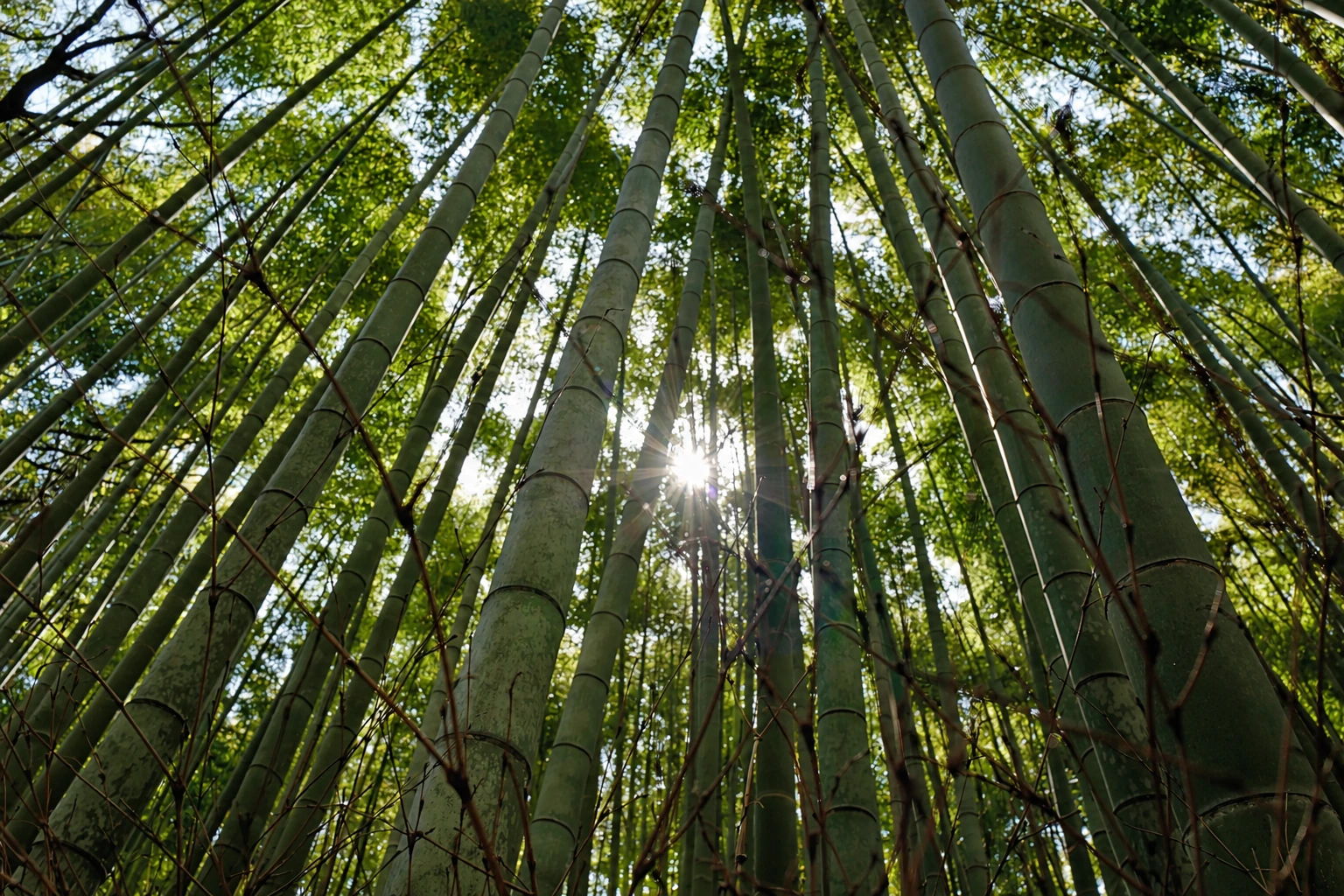Looking up through a bamboo canopy in Kyoto